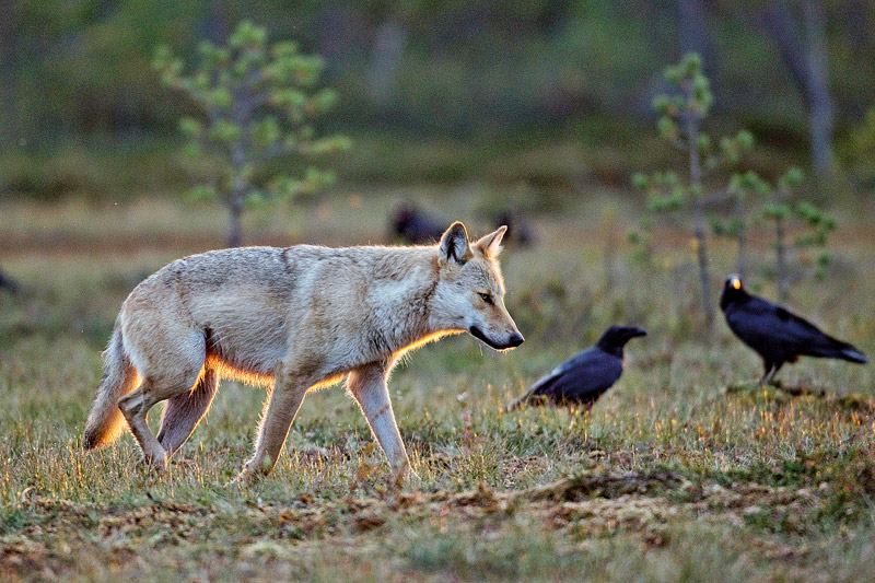 susi-linnut-hannu-huttu_web