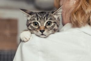 8 varmaa merkkiä, joista tiedät, että kissasi luottaa sinuun