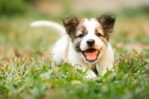 13 asiaa, jotka sinun tulee tietää ennen uuden koiranpennun hankkimista