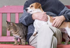 Lemmikki – Näin huolehdit ikääntyvästä koirastasi tai kissastasi