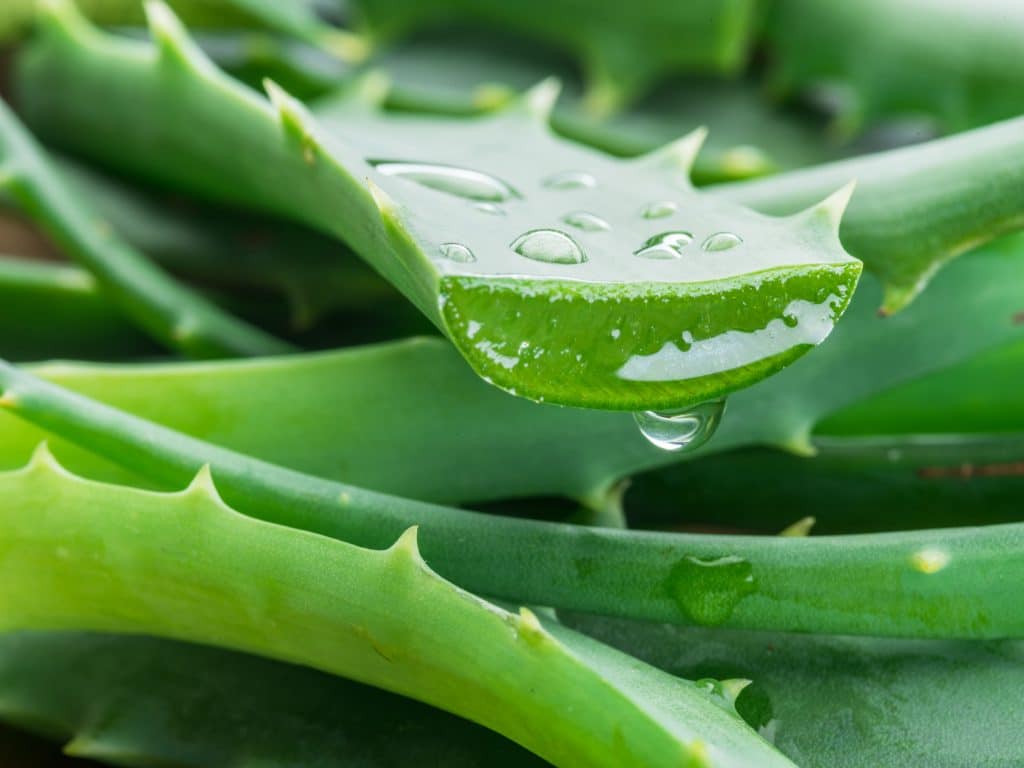 Aloe vera huonekasvi