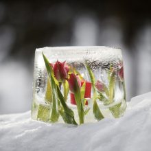 Lumessa on jäälyhty, jonka reunoille on jäädytetty punaisia tulppaaneita. Lyhdyn sisällä palaa punainen kynttilä.