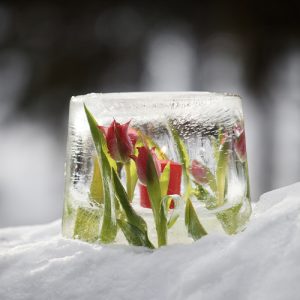 Lumessa on jäälyhty, jonka reunoille on jäädytetty punaisia tulppaaneita. Lyhdyn sisällä palaa punainen kynttilä.