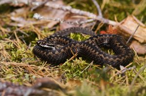 Kuvassa kyykäärme lepää metsäpohjalla sammalen ja kuivien lehtien keskellä.