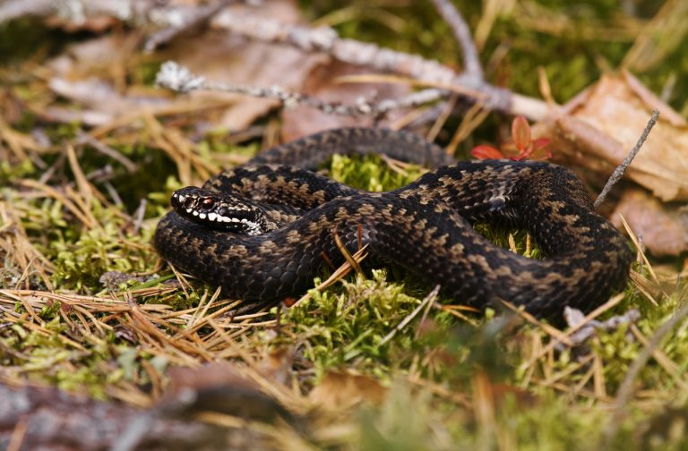 Kuvassa kyykäärme lepää metsäpohjalla sammalen ja kuivien lehtien keskellä.